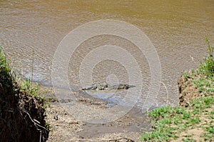 Crocodile on the river bank, Masai Mara, Kenya, Africa