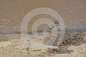 Crocodile on the river bank, Masai Mara, Kenya, Africa