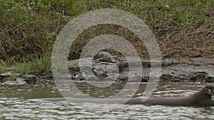 Crocodile on a River Bank Rock, Wisirare, Colombia
