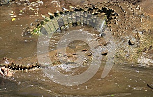 Crocodile river tour on the Tarcoles River