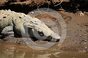 Crocodile river tour on the Tarcoles River