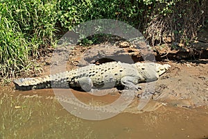 Crocodile river tour on the Tarcoles River