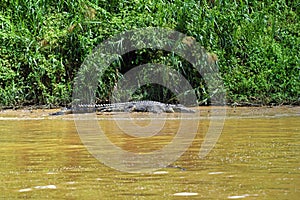 Crocodile at riverbank of Kinabatangan River , Borneo , Malaysia