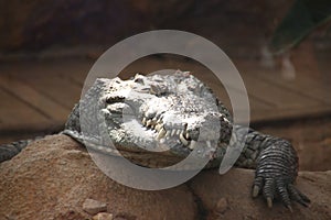 Crocodile on a rock in the Rotterdam Blijdorp Zoo in the Netherlands photo