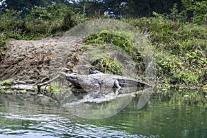 Crocodile in Royal Chitwan National Park in Nepal