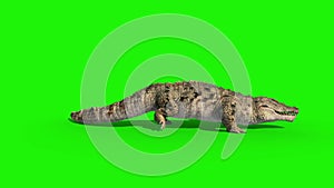 Crocodile Runcycle loop Side Green Screen 3D Rendering Animation