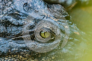 Crocodile\'s eye of a crocodile in the pond at the crocodile farm