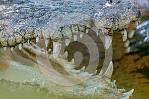 Crocodile's jaws with sharp teeth of a crocodile in the pond at the crocodile farm