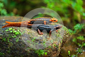 Crocodile Salamander