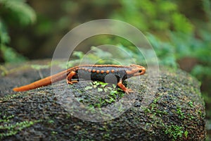 The crocodile salamander has been found on Doi Inthanon, the highest mountain in Thailand.