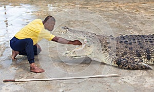 Crocodile