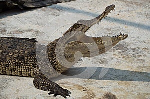 Crocodile saltwater Thailand. hi-res photo