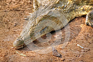 Crocodile savanna in hdr photo