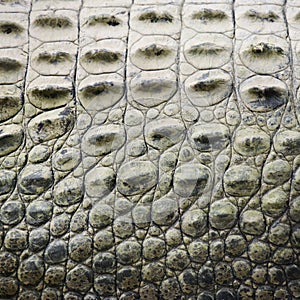 Crocodile scales.