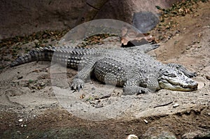 Crocodile in Schmiding Zoo, Upper Austria, Austria, Europe