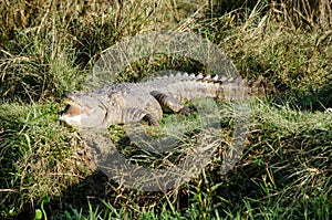 Crocodile are semiaquatic and tend to congregate in freshwater h