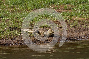Crocodile in Senegal