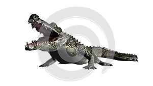 Crocodile - separated on white background