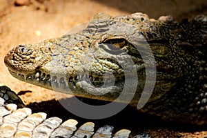 Crocodile with sharp teeth