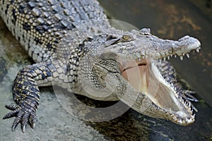 Crocodile