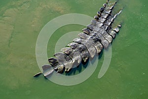 Crocodile