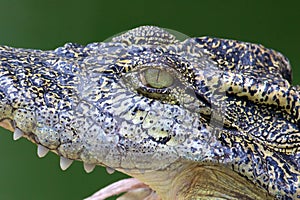 Crocodile Side View