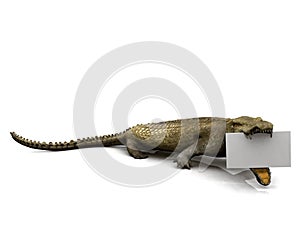 Crocodile with sign