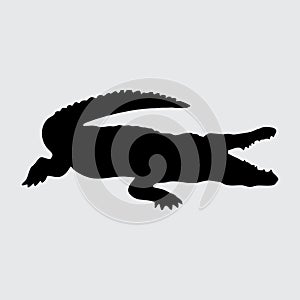 Coccodrillo coccodrillo isolato su sfondo bianco 