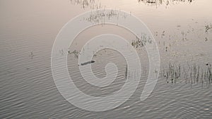 Crocodile Silhouette, Wisirare Park, Colombia