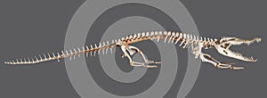 Crocodile skeleton isolated