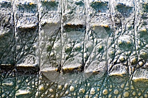 Crocodile skin