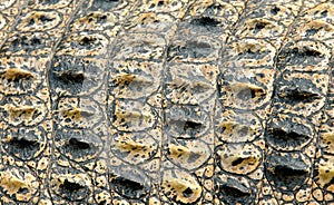 Crocodile skin photo