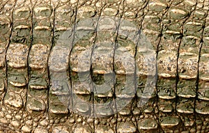 Crocodile skin photo