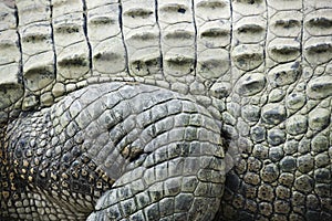 Crocodile skin.