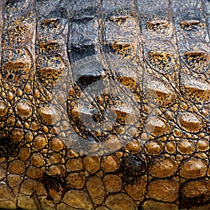 Crocodile skin