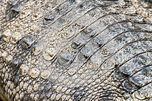 Crocodile skin