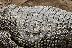 Crocodile skin close up texture.