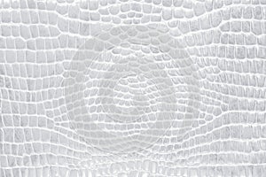 Crocodile skin gray, white, color, perfectly will be suitable for any design purposes. Rock texture. Nature background.