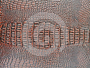 Crocodile skin texture