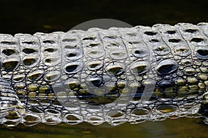 Crocodile skin texture