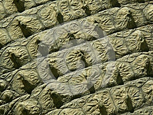 Crocodile skin - texture