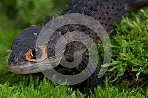 Crocodile skink
