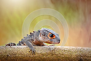Crocodile skink