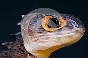 Crocodile skink / Triblonotus gracilis