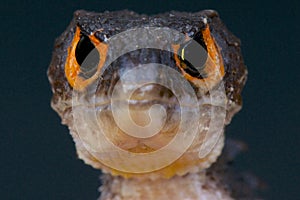 Crocodile skink / Triblonotus gracilis