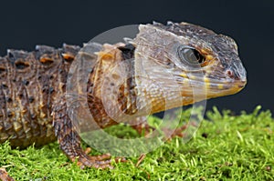 Crocodile skink / Tribolonotus novaeguineae