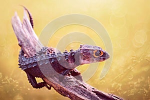 Crocodile skink on twigs using macro photography teknique