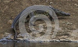 Crocodile - Skukuza - KNP