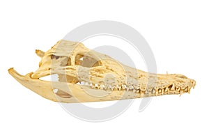 Crocodile Skull