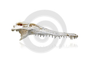 Crocodile skull